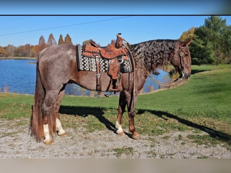 American Quarter Horse Castrone 10 Anni 152 cm Roano rosso in Robards KY