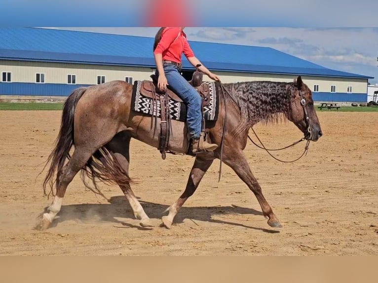 American Quarter Horse Castrone 10 Anni 152 cm Roano rosso in Robards KY