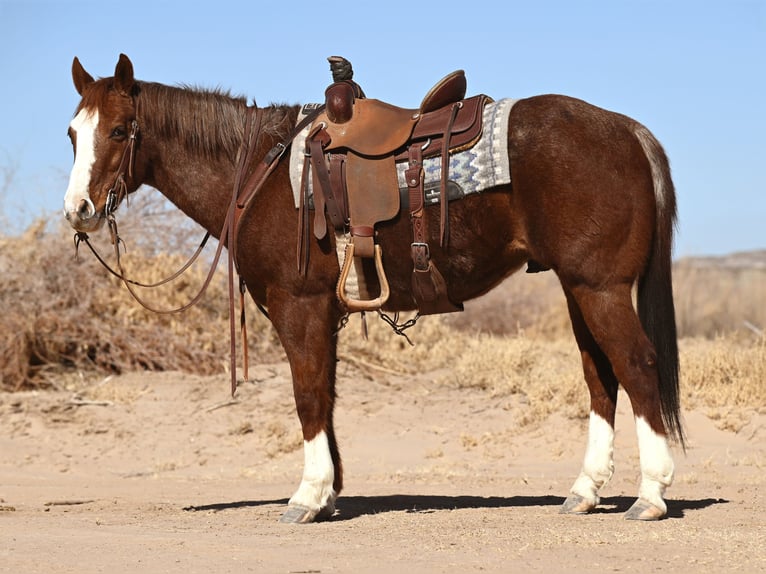 American Quarter Horse Castrone 10 Anni 152 cm Roano rosso in Caballo, NM