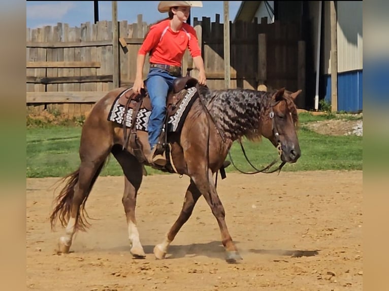 American Quarter Horse Castrone 10 Anni 152 cm Roano rosso in Robards