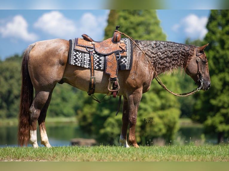 American Quarter Horse Castrone 10 Anni 152 cm Roano rosso in Robards