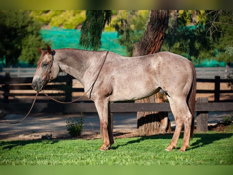 American Quarter Horse Castrone 10 Anni 152 cm Roano rosso in Joshua, TX