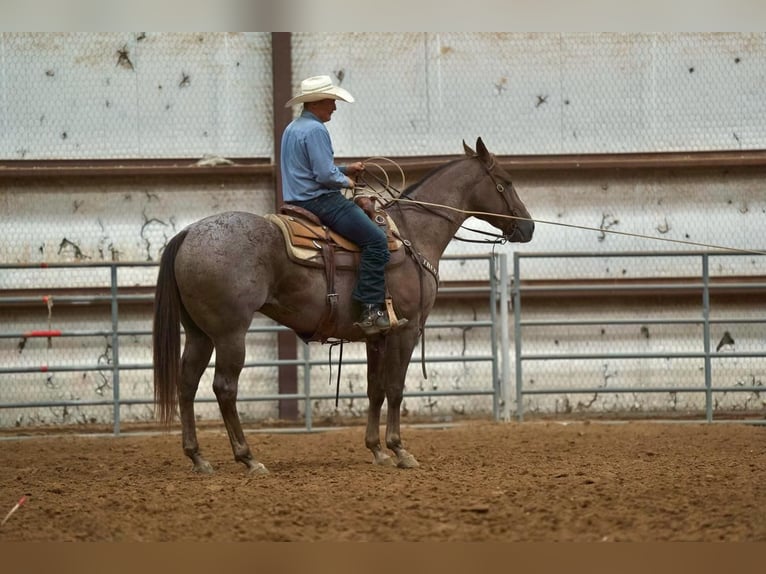 American Quarter Horse Castrone 10 Anni 152 cm Roano rosso in Waco, TX
