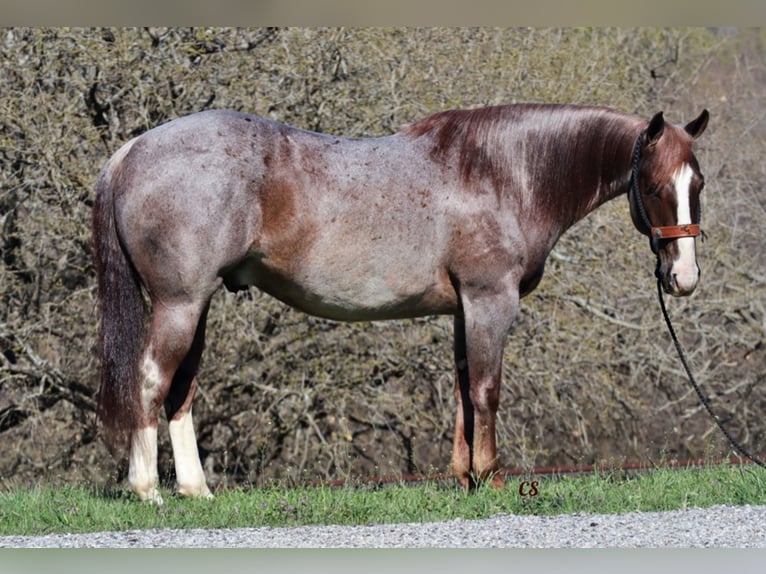 American Quarter Horse Castrone 10 Anni 152 cm Roano rosso in Jacksboro TX