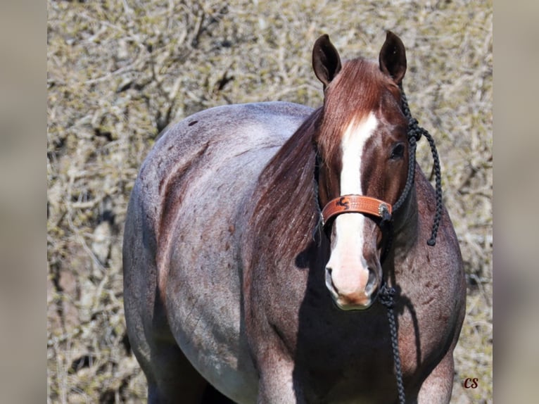 American Quarter Horse Castrone 10 Anni 152 cm Roano rosso in Jacksboro TX