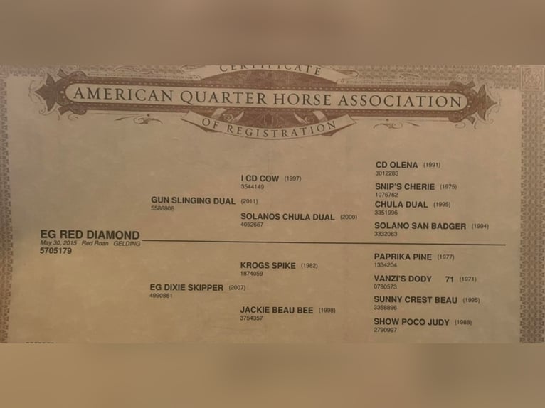 American Quarter Horse Castrone 10 Anni 152 cm Roano rosso in Jacksboro TX