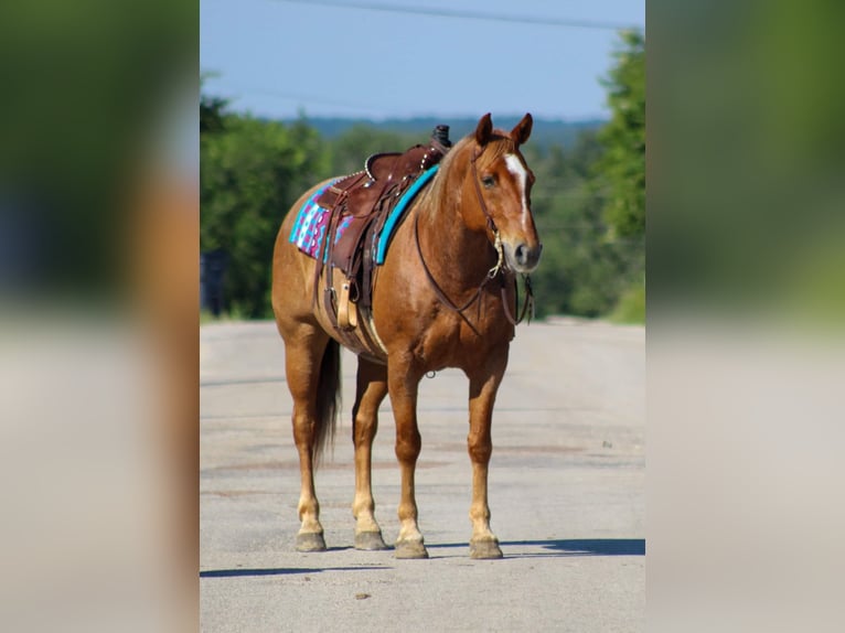 American Quarter Horse Castrone 10 Anni 152 cm Roano rosso in STEPHENVILLE, TX