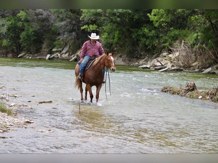 American Quarter Horse Castrone 10 Anni 152 cm Roano rosso in STEPHENVILLE, TX