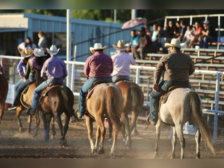 American Quarter Horse Castrone 10 Anni 152 cm Roano rosso in STEPHENVILLE, TX