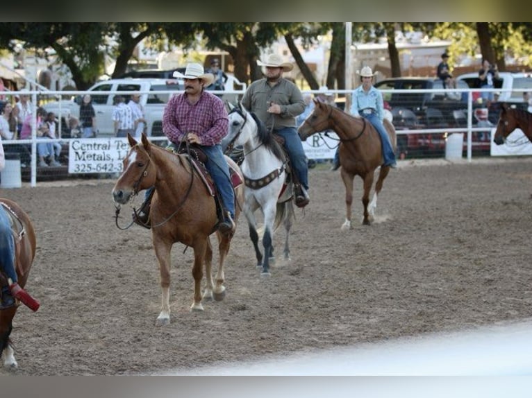 American Quarter Horse Castrone 10 Anni 152 cm Roano rosso in STEPHENVILLE, TX