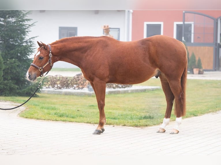 American Quarter Horse Castrone 10 Anni 152 cm Sauro in Tuntenhausen