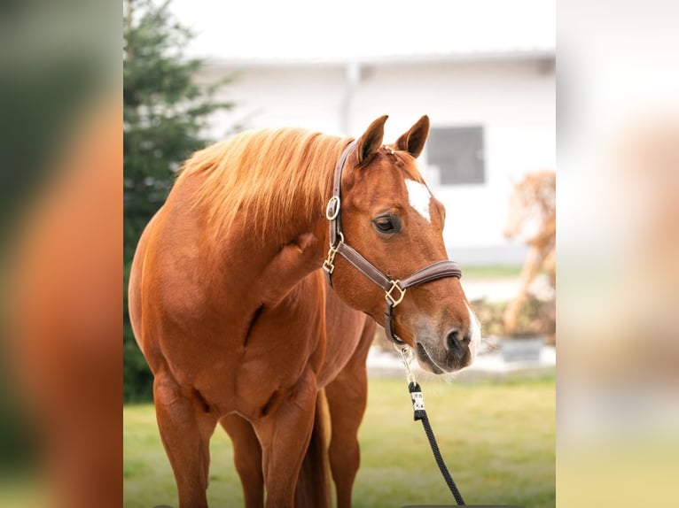American Quarter Horse Castrone 10 Anni 152 cm Sauro in Tuntenhausen