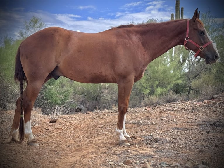 American Quarter Horse Castrone 10 Anni 152 cm Sauro ciliegia in Phoenix, AZ