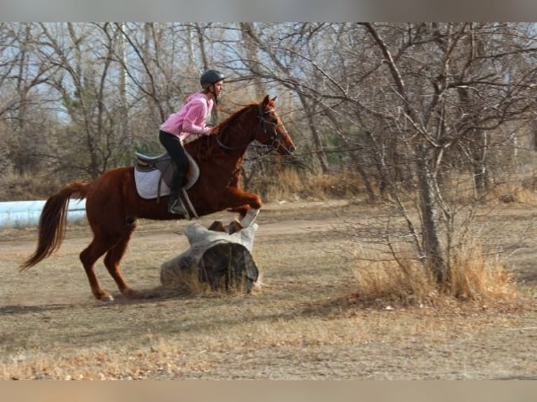 American Quarter Horse Castrone 10 Anni 152 cm Sauro ciliegia in Fort Collins