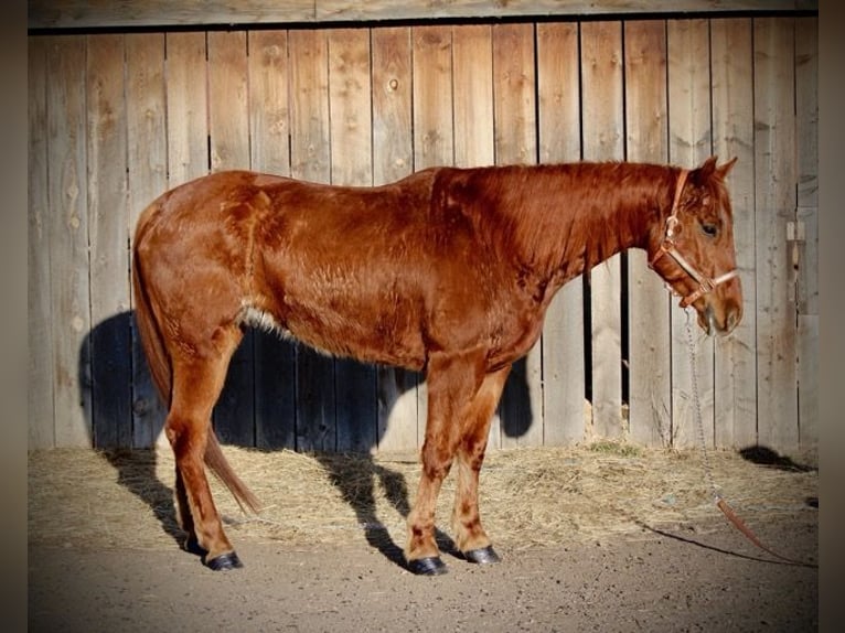 American Quarter Horse Castrone 10 Anni 152 cm Sauro ciliegia in Fort Collins