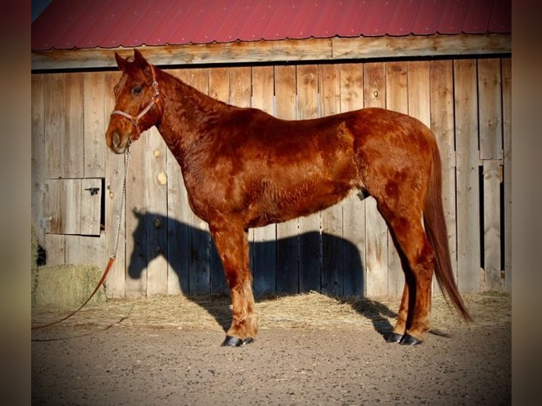 American Quarter Horse Castrone 10 Anni 152 cm Sauro ciliegia in Fort Collins