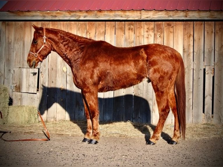 American Quarter Horse Castrone 10 Anni 152 cm Sauro ciliegia in Fort Collins