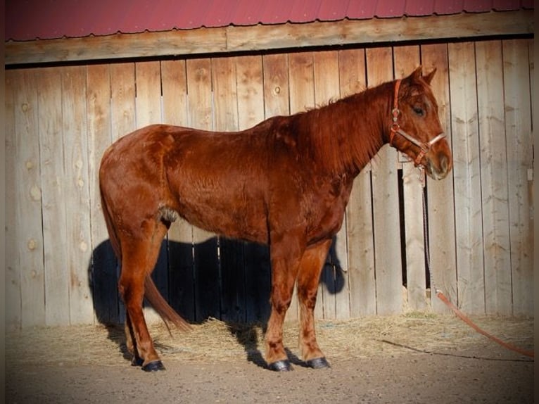 American Quarter Horse Castrone 10 Anni 152 cm Sauro ciliegia in Fort Collins