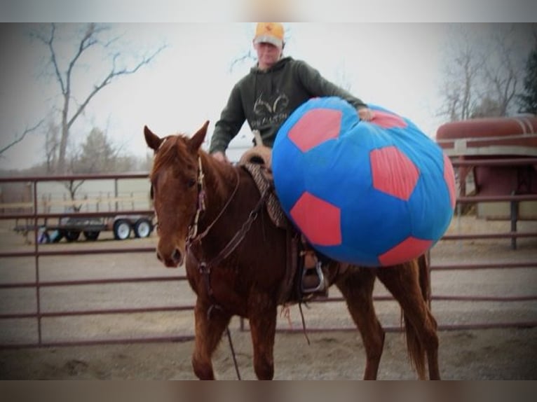 American Quarter Horse Castrone 10 Anni 152 cm Sauro ciliegia in Fort Collins