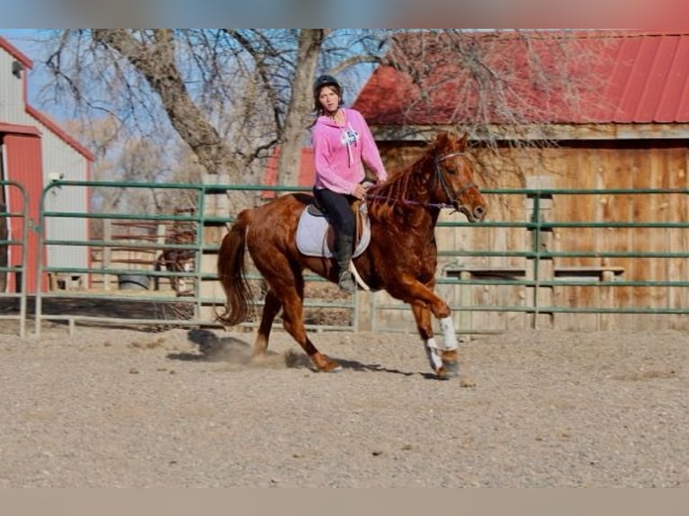 American Quarter Horse Castrone 10 Anni 152 cm Sauro ciliegia in Fort Collins