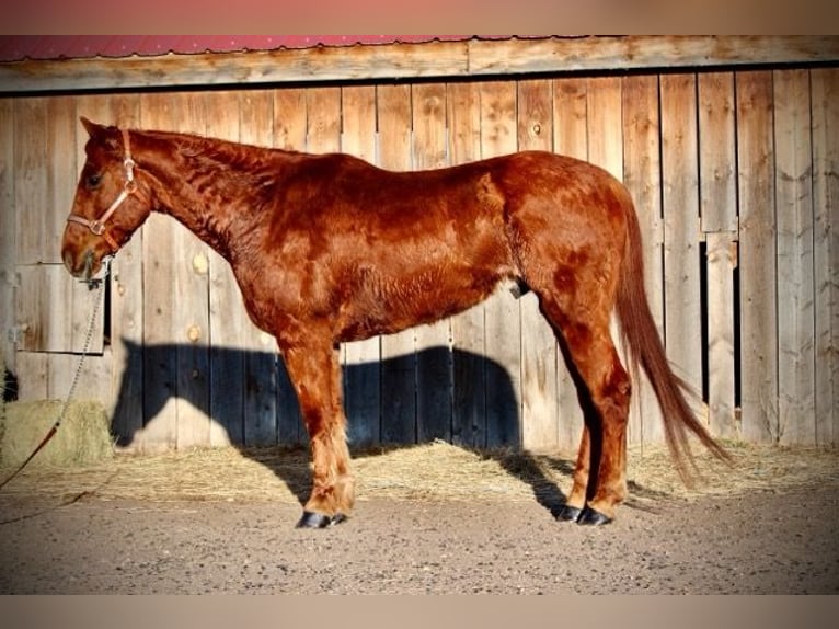 American Quarter Horse Castrone 10 Anni 152 cm Sauro ciliegia in Fort Collins