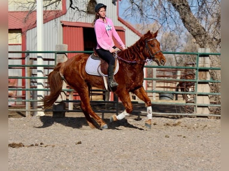 American Quarter Horse Castrone 10 Anni 152 cm Sauro ciliegia in Fort Collins