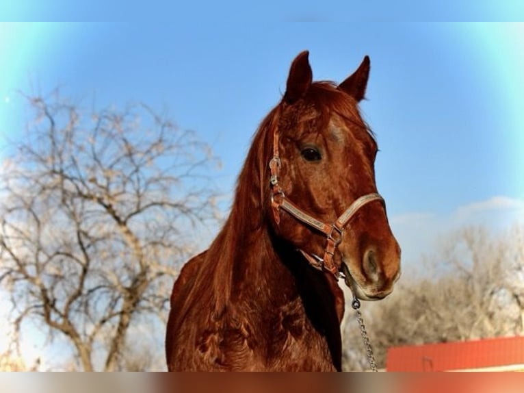 American Quarter Horse Castrone 10 Anni 152 cm Sauro ciliegia in Fort Collins