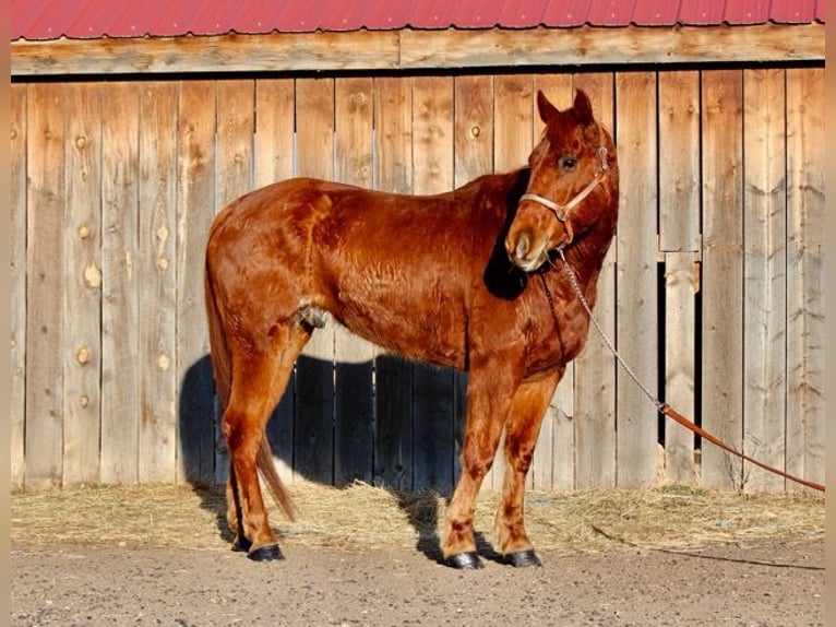 American Quarter Horse Castrone 10 Anni 152 cm Sauro ciliegia in Fort Collins