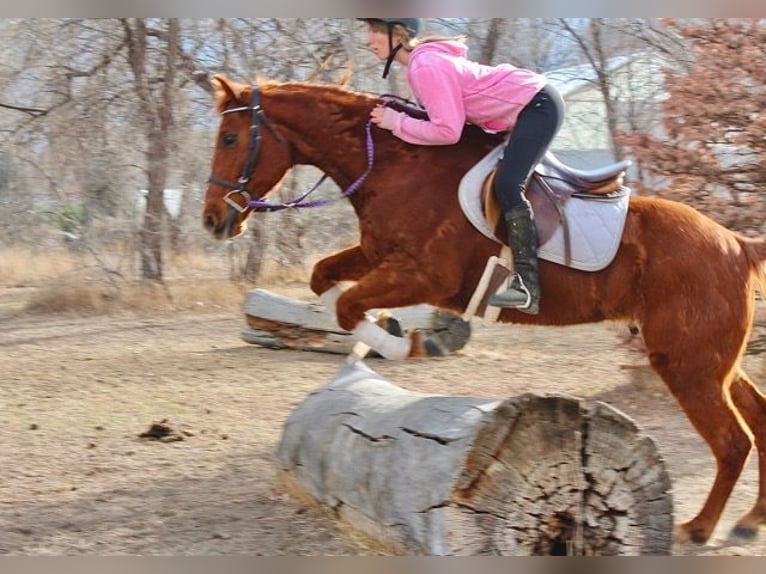 American Quarter Horse Castrone 10 Anni 152 cm Sauro ciliegia in Fort Collins