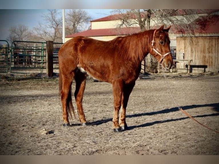 American Quarter Horse Castrone 10 Anni 152 cm Sauro ciliegia in Fort Collins