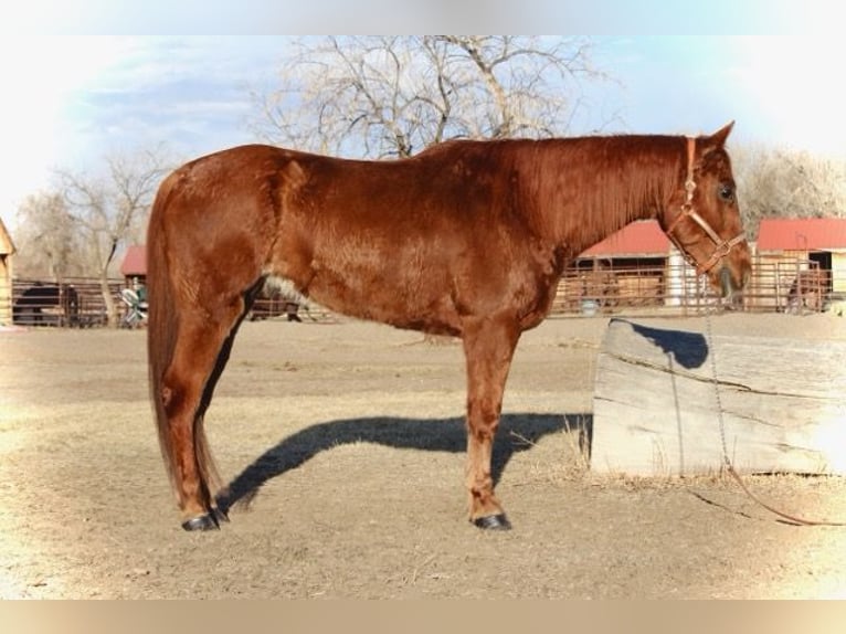 American Quarter Horse Castrone 10 Anni 152 cm Sauro ciliegia in Fort Collins