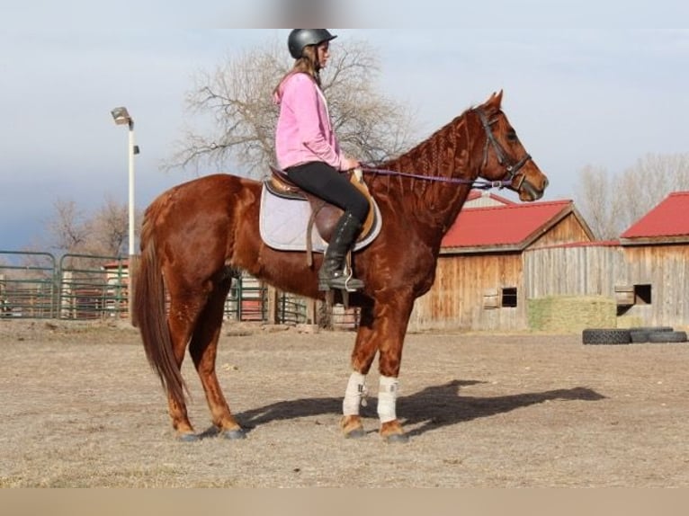 American Quarter Horse Castrone 10 Anni 152 cm Sauro ciliegia in Fort Collins