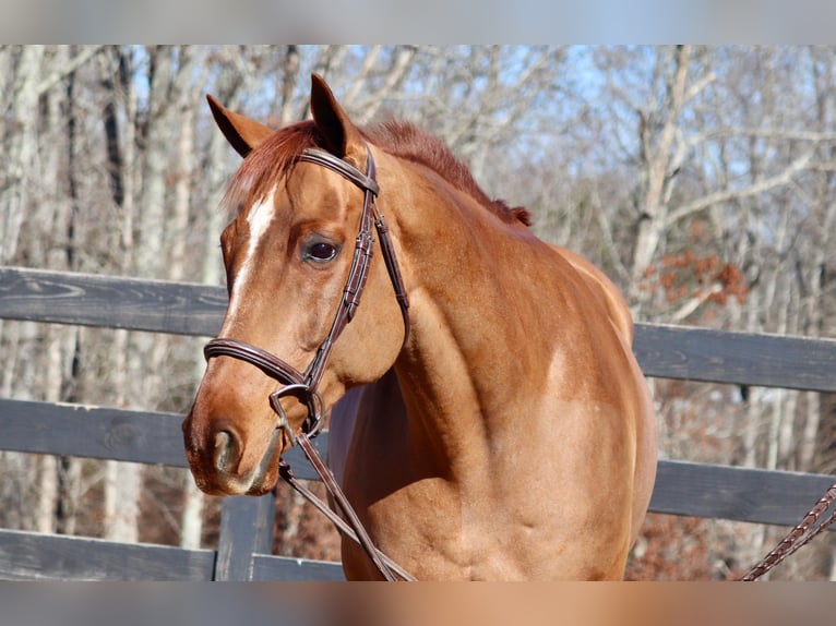 American Quarter Horse Castrone 10 Anni 152 cm Sauro ciliegia in Cherryville NC