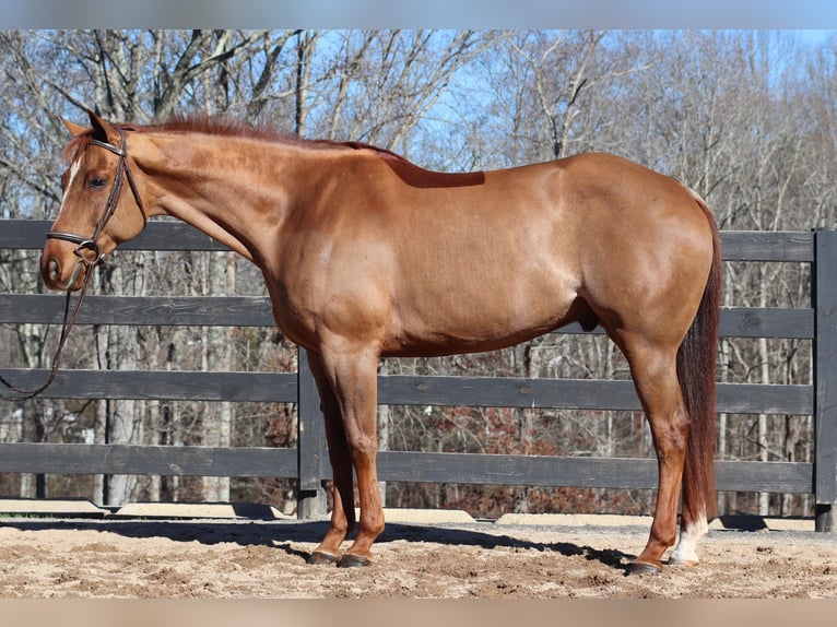 American Quarter Horse Castrone 10 Anni 152 cm Sauro ciliegia in Cherryville NC