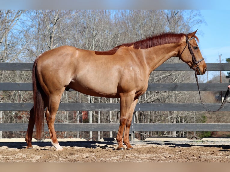 American Quarter Horse Castrone 10 Anni 152 cm Sauro ciliegia in Cherryville NC