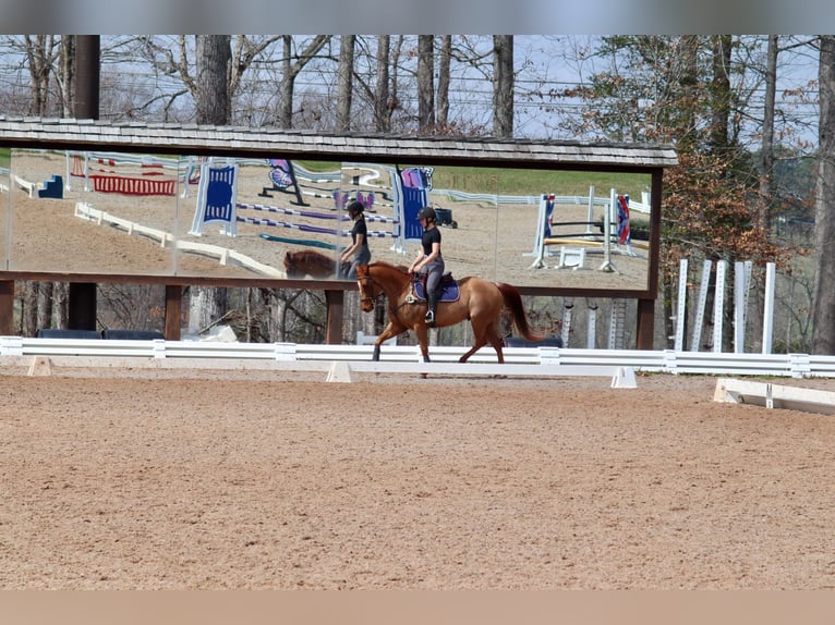 American Quarter Horse Castrone 10 Anni 152 cm Sauro ciliegia in Cherryville NC