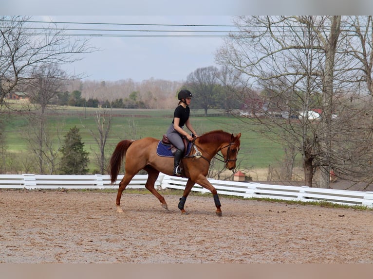 American Quarter Horse Castrone 10 Anni 152 cm Sauro ciliegia in Cherryville NC