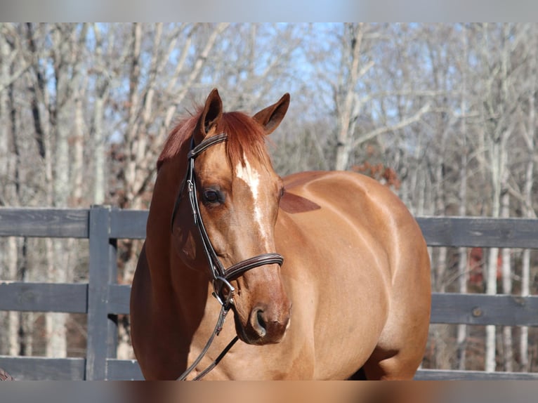 American Quarter Horse Castrone 10 Anni 152 cm Sauro ciliegia in Cherryville NC