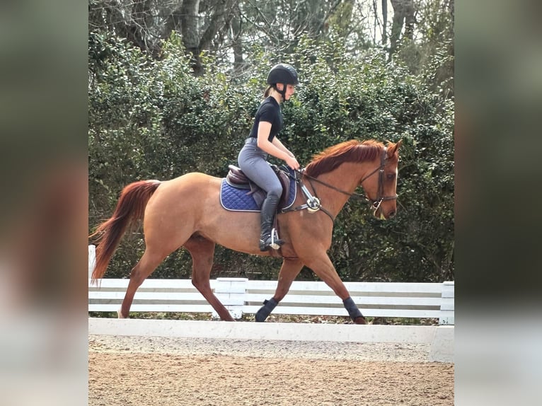 American Quarter Horse Castrone 10 Anni 152 cm Sauro ciliegia in Cherryville NC