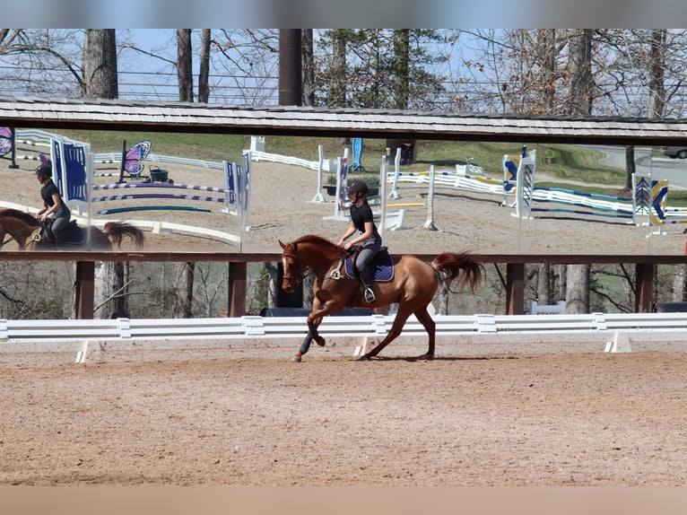 American Quarter Horse Castrone 10 Anni 152 cm Sauro ciliegia in Cherryville NC