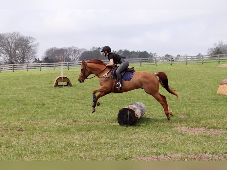 American Quarter Horse Castrone 10 Anni 152 cm Sauro ciliegia in Cherryville NC