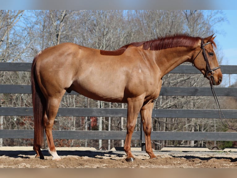 American Quarter Horse Castrone 10 Anni 152 cm Sauro ciliegia in Cherryville NC