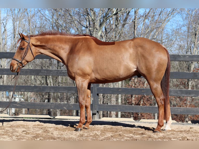 American Quarter Horse Castrone 10 Anni 152 cm Sauro ciliegia in Cherryville NC