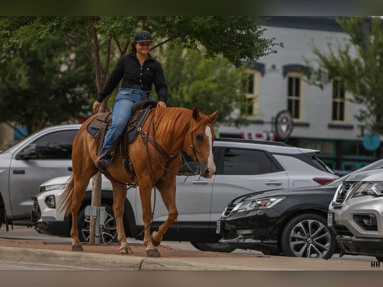 American Quarter Horse Castrone 10 Anni 152 cm Sauro ciliegia in Granbury TX