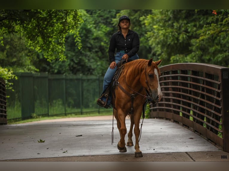 American Quarter Horse Castrone 10 Anni 152 cm Sauro ciliegia in Granbury TX