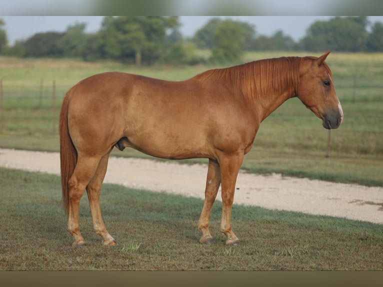 American Quarter Horse Castrone 10 Anni 152 cm Sauro ciliegia in Granbury TX