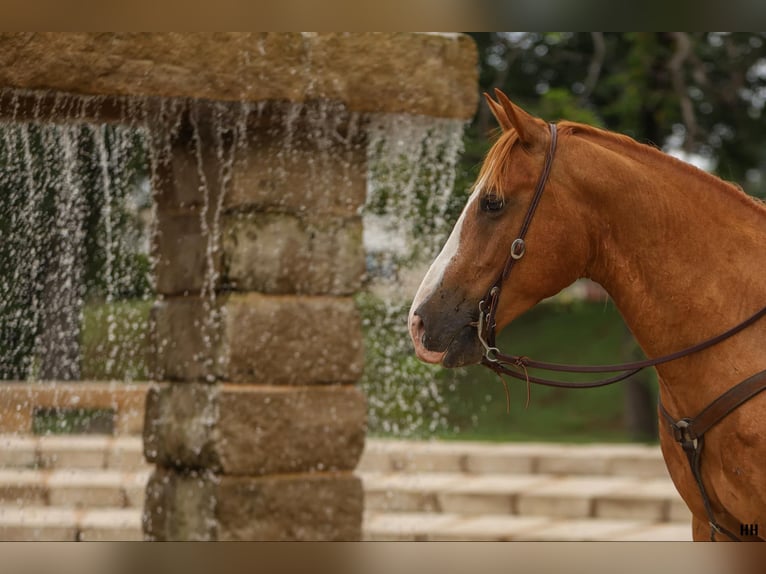 American Quarter Horse Castrone 10 Anni 152 cm Sauro ciliegia in Granbury TX