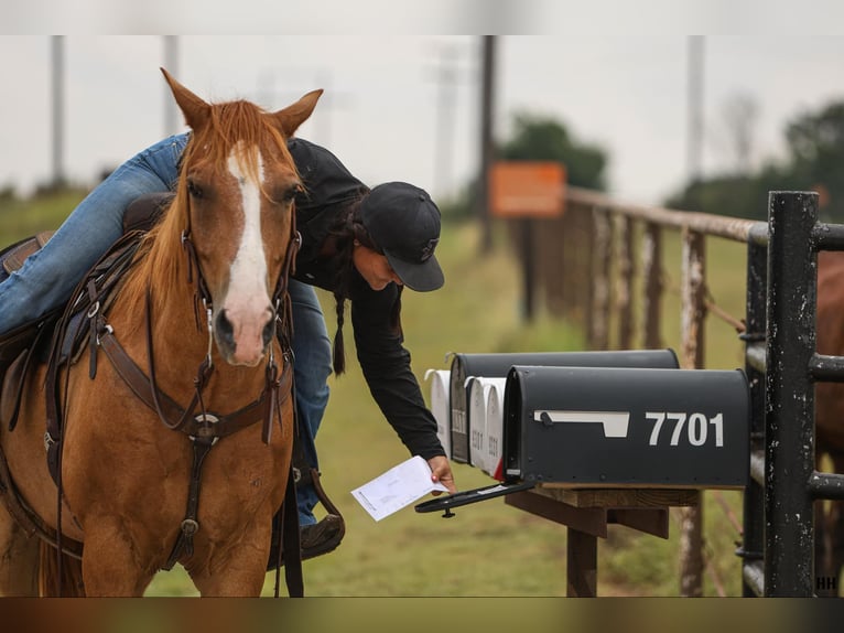 American Quarter Horse Castrone 10 Anni 152 cm Sauro ciliegia in Granbury TX