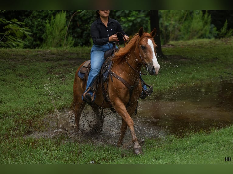 American Quarter Horse Castrone 10 Anni 152 cm Sauro ciliegia in Granbury TX