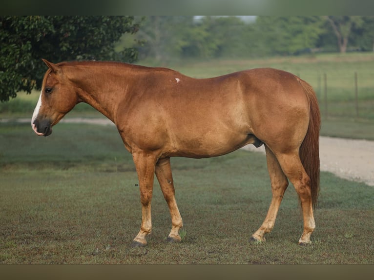 American Quarter Horse Castrone 10 Anni 152 cm Sauro ciliegia in Granbury TX